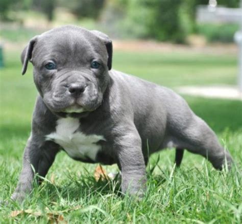 Blue nose bully gator puppy for sale Price On Call. . Gator pitbull puppies for sale